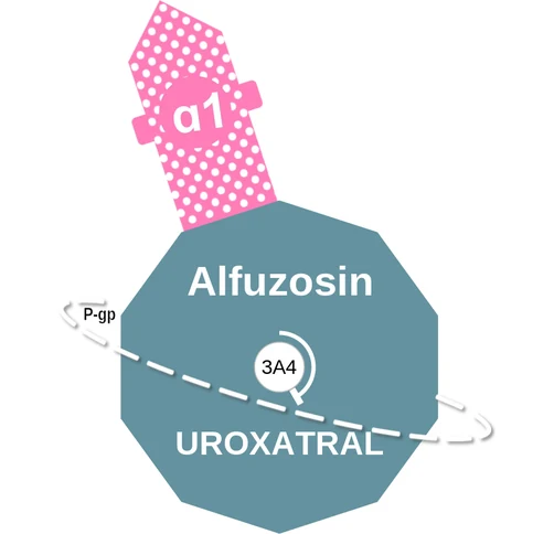 Alfuzosin ballicule: receptor binding, kinetics and half-life diagram