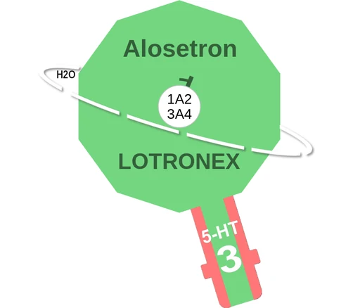 Alosetron ballicule: receptor binding, kinetics and half-life diagram