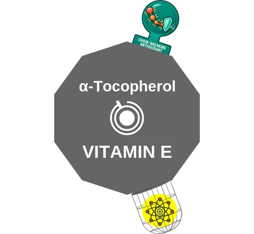α-Tocopherol ballicule: receptor binding, kinetics and half-life diagram