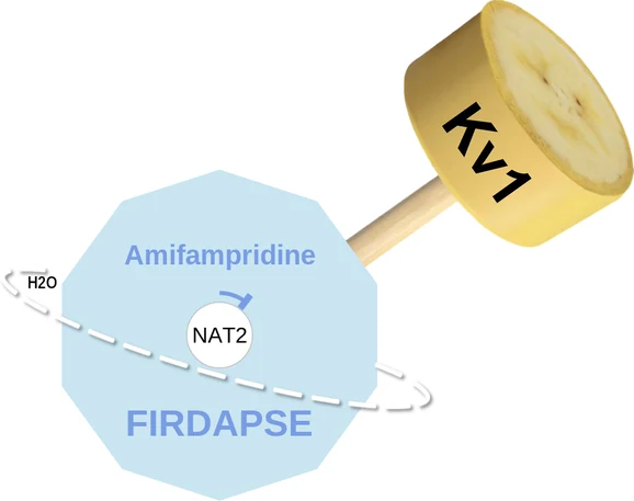 Amifampridine ballicule — decagon mechanism diagram