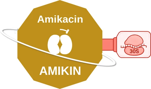 Amikacin ballicule: receptor binding, kinetics and half-life diagram