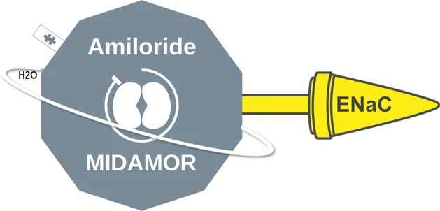 Amiloride ballicule: receptor binding, kinetics and half-life diagram