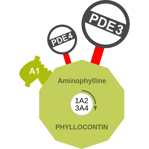 Aminophylline ballicule — decagon mechanism diagram