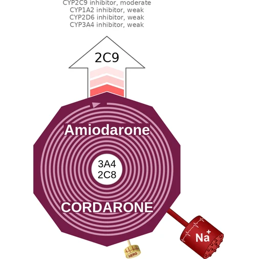 Amiodarone ballicule: receptor binding, kinetics and half-life diagram
