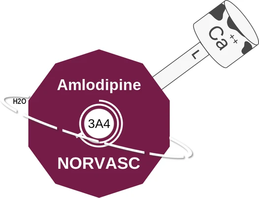 Amlodipine ballicule: receptor binding, kinetics and half-life diagram