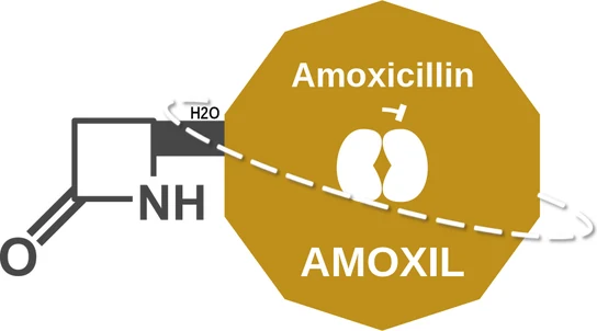 Amoxicillin ballicule: receptor binding, kinetics and half-life diagram
