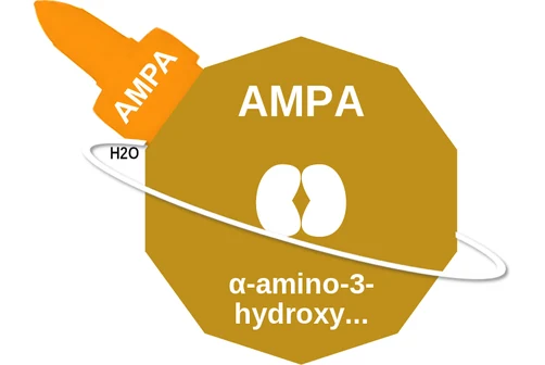 AMPA ballicule — decagon mechanism diagram