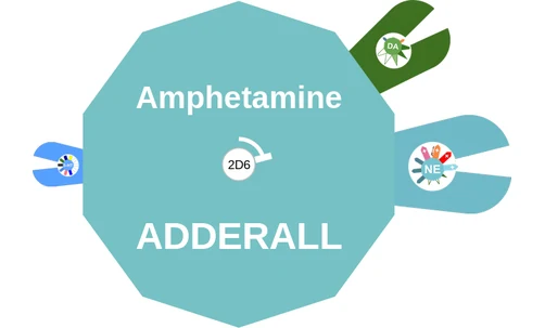 Amphetamine ballicule: receptor binding, kinetics and half-life diagram