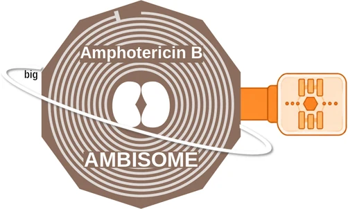Amphotericin B ballicule: receptor binding, kinetics and half-life diagram