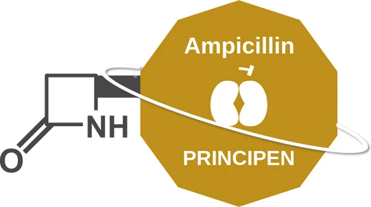 Ampicillin ballicule: receptor binding, kinetics and half-life diagram