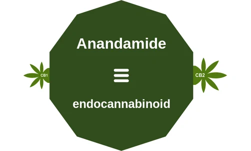 Anandamide ballicule: receptor binding, kinetics and half-life diagram