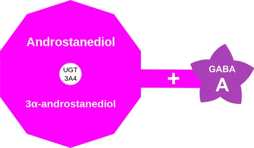 Androstanediol ballicule: receptor binding, kinetics and half-life diagram