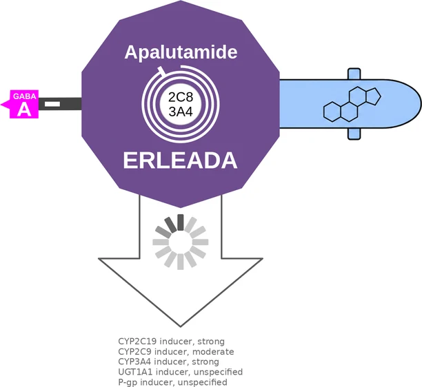 Apalutamide ballicule: receptor binding, kinetics and half-life diagram