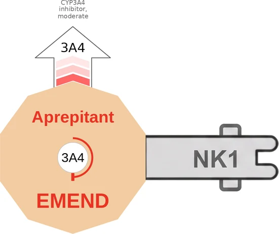 Aprepitant ballicule: receptor binding, kinetics and half-life diagram