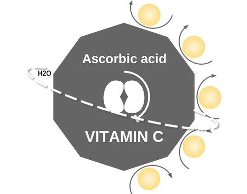 Ascorbic acid ballicule: receptor binding, kinetics and half-life diagram