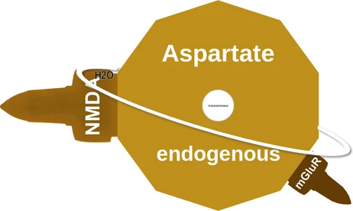 Aspartate ballicule — decagon mechanism diagram