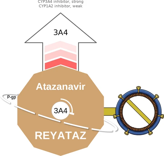 Atazanavir ballicule: receptor binding, kinetics and half-life diagram