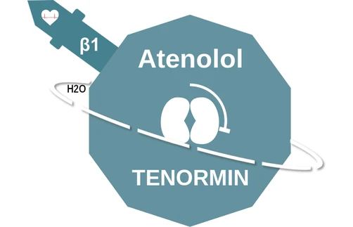 Atenolol ballicule — decagon mechanism diagram