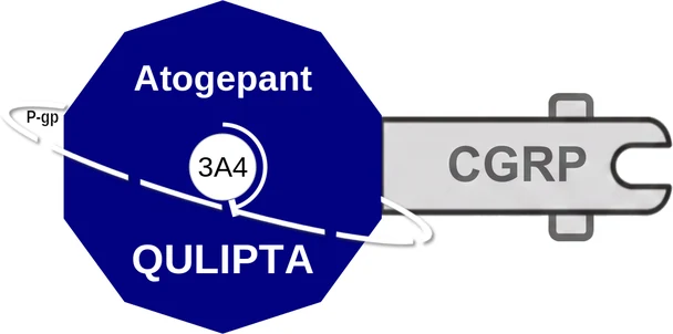 Atogepant ballicule — decagon mechanism diagram