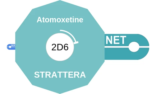 Atomoxetine ballicule: receptor binding, kinetics and half-life diagram