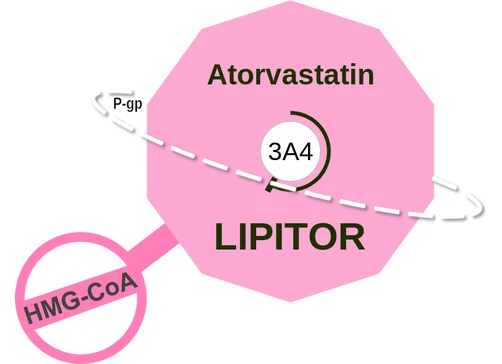 Atorvastatin ballicule: receptor binding, kinetics and half-life diagram