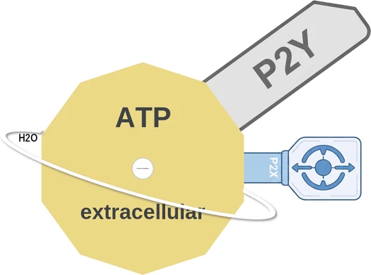 ATP ballicule — decagon mechanism diagram