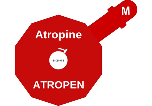 Atropine ballicule: receptor binding, kinetics and half-life diagram