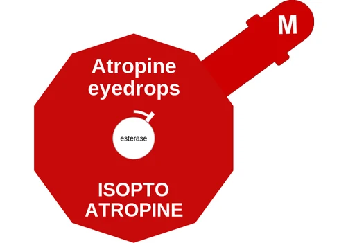 Atropine eyedrops ballicule: receptor binding, kinetics and half-life diagram