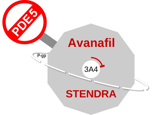 Avanafil ballicule: receptor binding, kinetics and half-life diagram