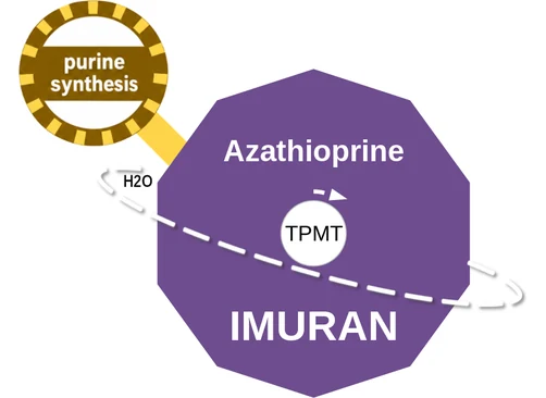 Azathioprine ballicule — decagon mechanism diagram