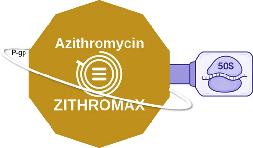 Azithromycin ballicule: receptor binding, kinetics and half-life diagram