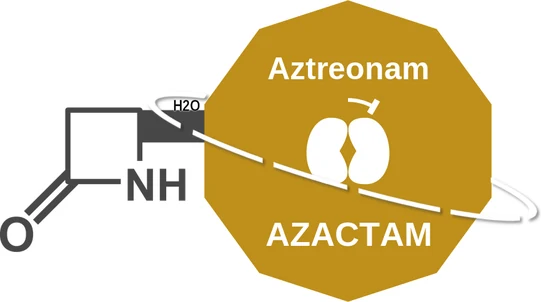 Aztreonam ballicule: receptor binding, kinetics and half-life diagram