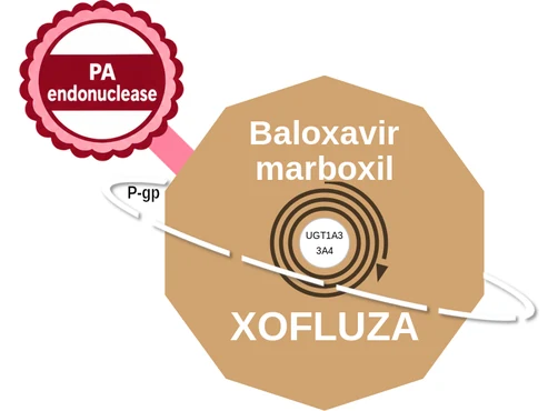 Baloxavir marboxil ballicule — decagon mechanism diagram