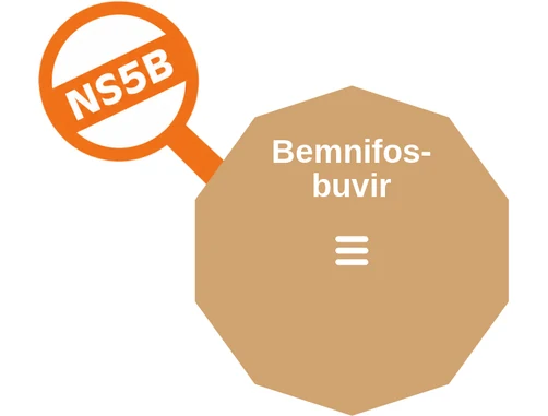 Bemnifosbuvir ballicule: receptor binding, kinetics and half-life diagram