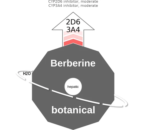Berberine ballicule — decagon mechanism diagram