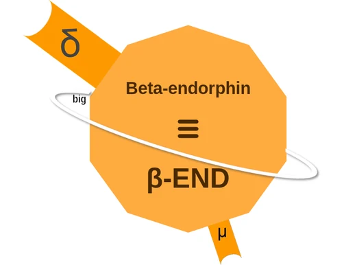 Beta-endorphin ballicule — decagon mechanism diagram