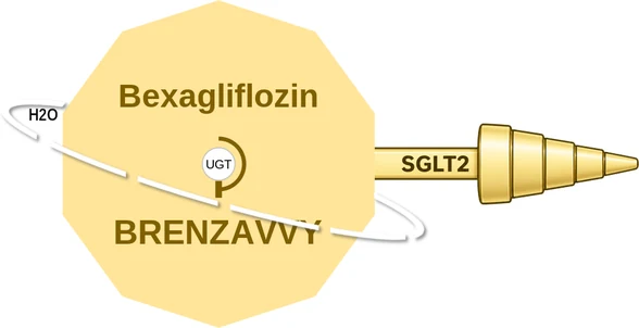 Bexagliflozin ballicule: receptor binding, kinetics and half-life diagram