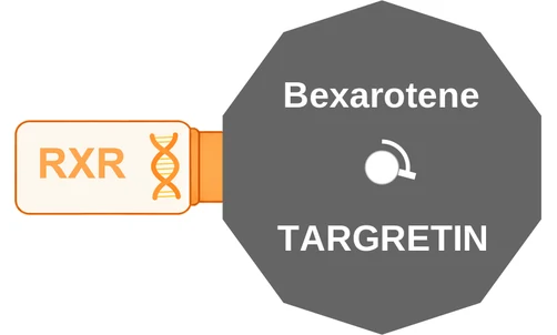 Bexarotene ballicule: receptor binding, kinetics and half-life diagram