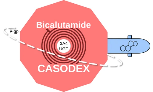 Bicalutamide ballicule: receptor binding, kinetics and half-life diagram