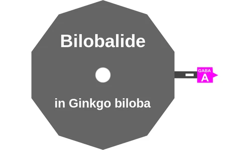 Bilobalide ballicule: receptor binding, kinetics and half-life diagram