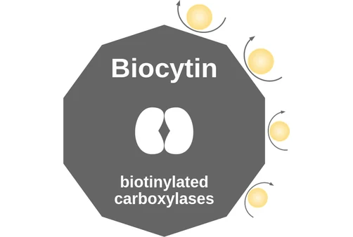 Biocytin ballicule: receptor binding, kinetics and half-life diagram