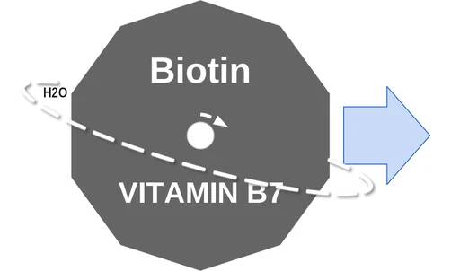 Biotin ballicule: receptor binding, kinetics and half-life diagram