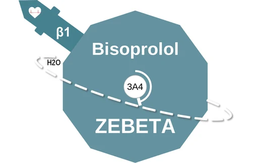 Bisoprolol ballicule: receptor binding, kinetics and half-life diagram