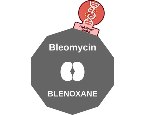 Bleomycin ballicule: receptor binding, kinetics and half-life diagram
