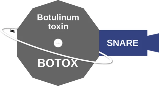 Botulinum toxin ballicule — decagon mechanism diagram