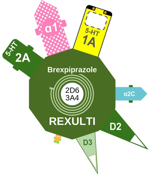 Brexpiprazole ballicule: receptor binding, kinetics and half-life diagram