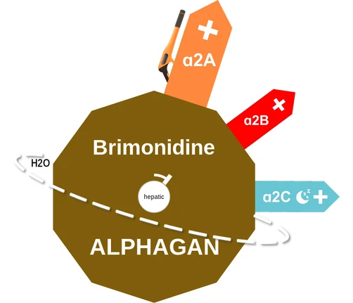 Brimonidine ballicule: receptor binding, kinetics and half-life diagram
