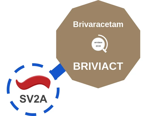 Brivaracetam ballicule: receptor binding, kinetics and half-life diagram