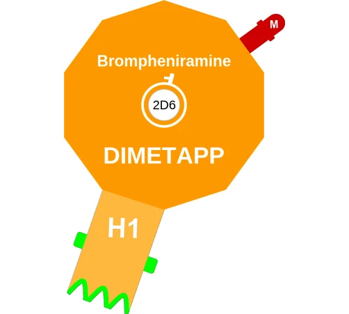 Brompheniramine ballicule: receptor binding, kinetics and half-life diagram