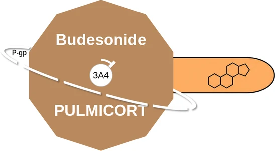 Budesonide ballicule: receptor binding, kinetics and half-life diagram